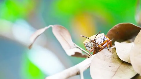 Stink bug hang on dry leaves and blur garden background Stock Footage 135452283
