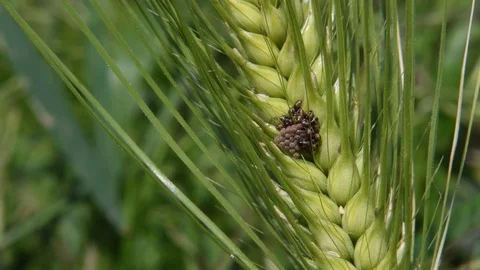 Stink bug hatchlings Stock Footage 82557323