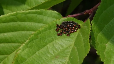 Stink bug hatchlings Video stock 82557326