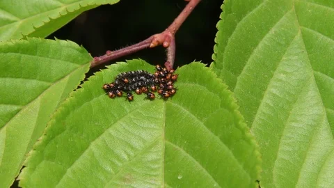 Stink bug hatchlings Stock Footage 82557341