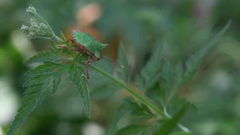 Stink bug &amp; hedge parsley leaf Stock Footage 83164640