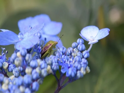 Stink bug &amp; Japanese Hydrangea flowers Stock Footage 83199215