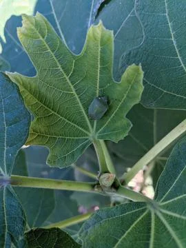 Stink bug on the leaf Stock Photos