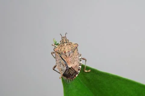Stink bug on the leaf Stock Photos