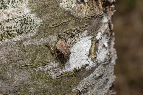 Stink bug nymph camouflaging on tree bark texture Stock Photos