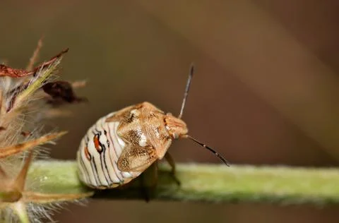 Stink bug nymph Stock-Fotos