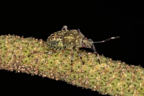 Stink bug Nymph Stock Photos