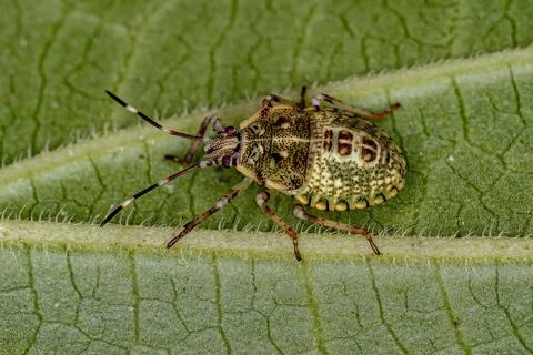 Stink bug Nymph Stock Photos