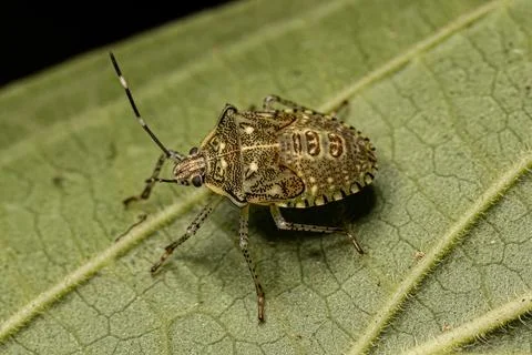 Stink bug Nymph Foto stock