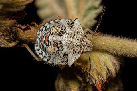 Stink Bug Nymph Stock Photos
