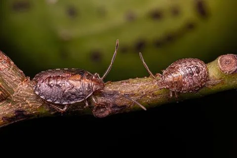 Stink bug Nymph Stock Photos