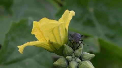 Stink bug nymph &amp; Smooth Loofah flower Stock Footage 83104748