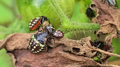 Stink Bug Nymphs Moving On Dead Leaf Stock Footage 325717997