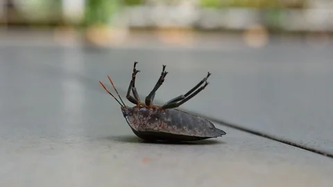 Stink bug overturn on ground Stock Footage 90220383