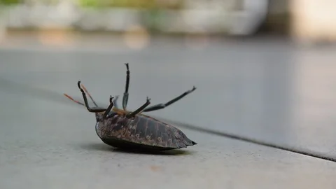 Stink bug overturn on ground Stock Footage 90220523