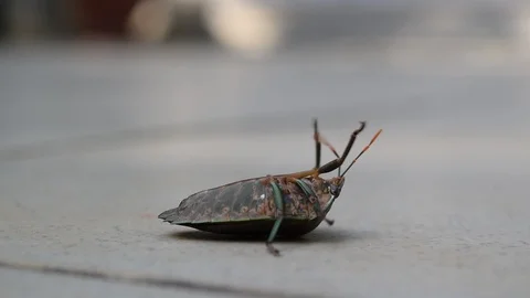 Stink bug overturn on ground Stock Footage 90220579