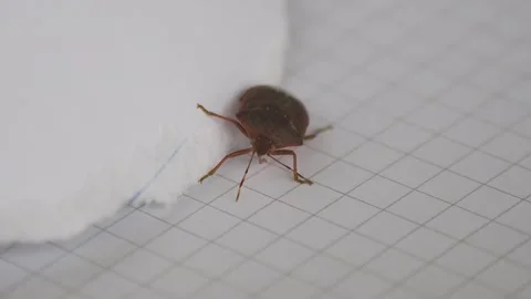Stink Bug (Pentatomidae) crawling on white piece of paper, close up shot. Stock Footage 267007551