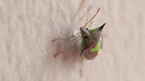 Stink Bug Perched on a Leaf in a Garden Stock Footage 282257887