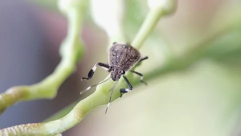 Stink Bug Perched on a Leaf in a Garden Stock Photos