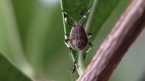 Stink Bug Perched on a Leaf in a Garden Stock Photos