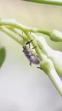 Stink Bug Perched on a Leaf in a Garden Foto stock