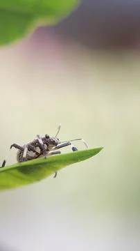 Stink Bug Perched on a Leaf in a Garden Stock Photos