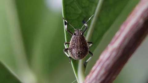 Stink Bug Perched on a Leaf in a Garden Stock Photos