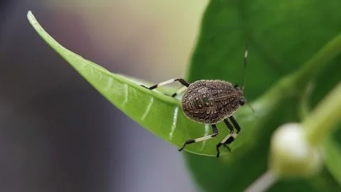 Stink Bug Perched on a Leaf in a Garden Foto stock