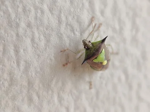 Stink Bug Perched on a Leaf in a Garden Stock Photos