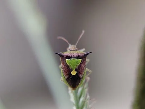 Stink Bug Perched on a Leaf in a Garden Stock Photos