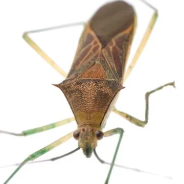 Stink bug Stock Photos