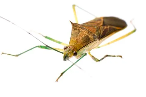 Stink bug Stock Photos