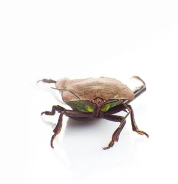 Stink bug Stock Photos