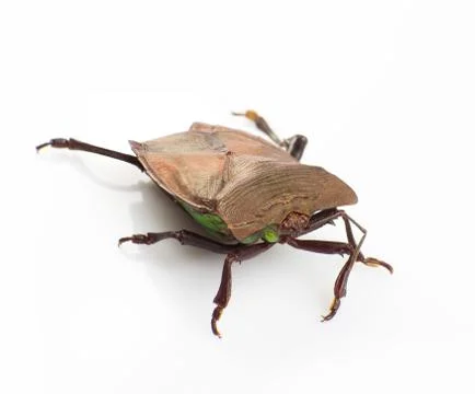Stink bug Stock Photos