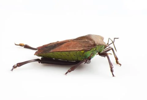 Stink bug Stock Photos