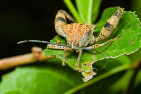 Stink bug Stock Photos