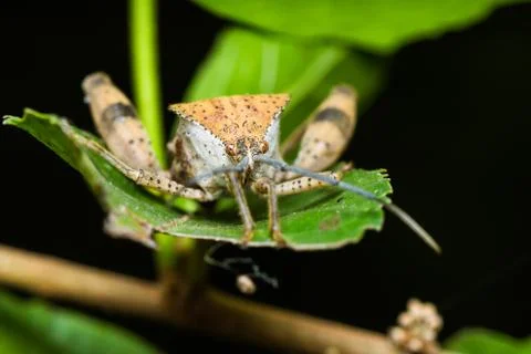 Stink bug Stock Photos