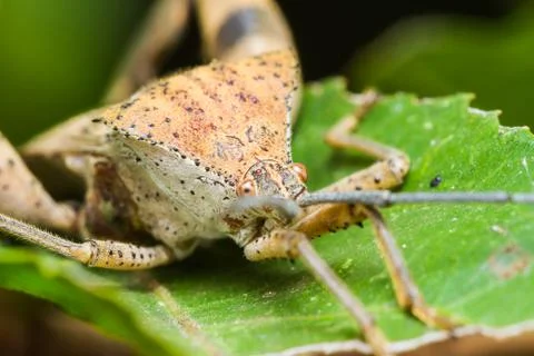 Stink bug Stock Photos