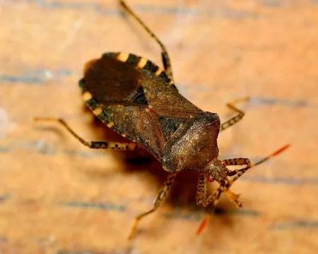 Stink bug Stock Photos