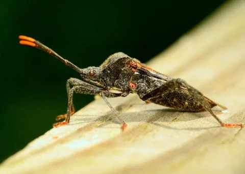Stink bug Stock Photos