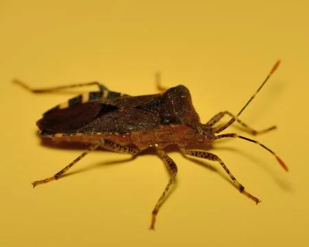 Stink bug Stock Photos