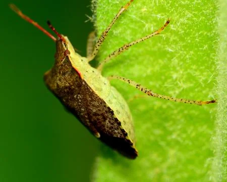 Stink bug Stock Photos