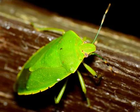 Stink bug Stock Photos
