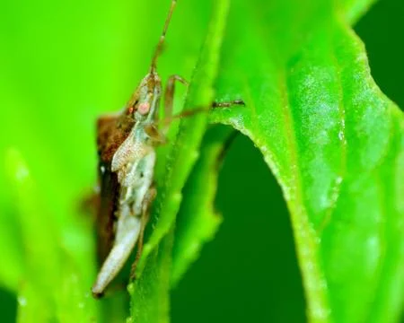 Stink bug Stock Photos