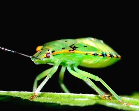 Stink bug Stock Photos