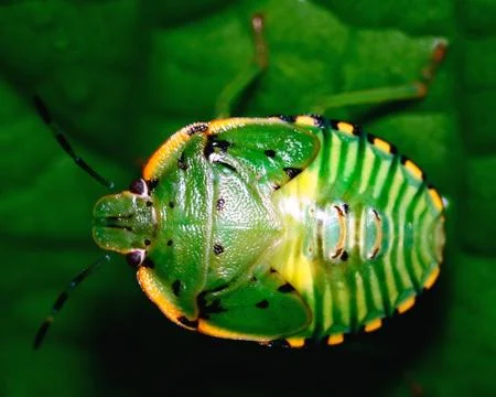 Stink bug Foto stock