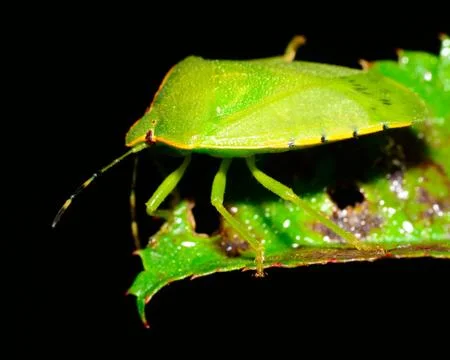Stink bug Stock Photos