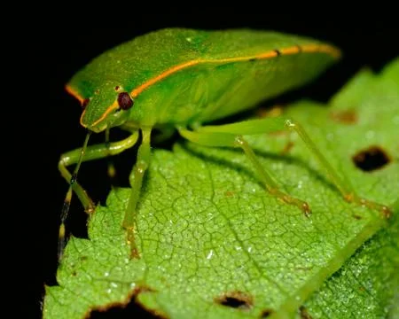 Stink bug Stock Photos