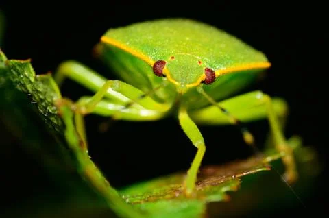 Stink bug Stock Photos