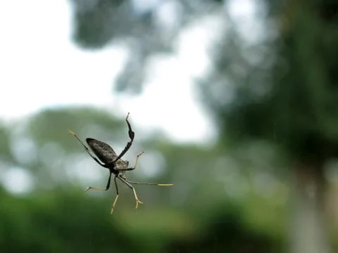 Stink bug Stock Photos